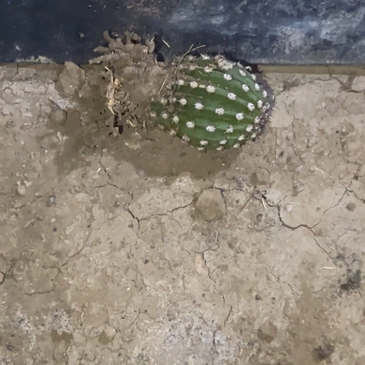 东****手清清3-522根瑕疵1