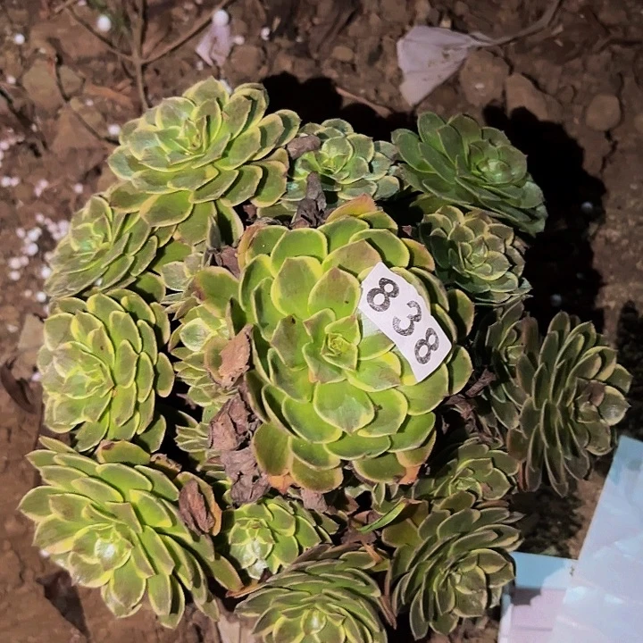 838孔雀翎多肉植物的
