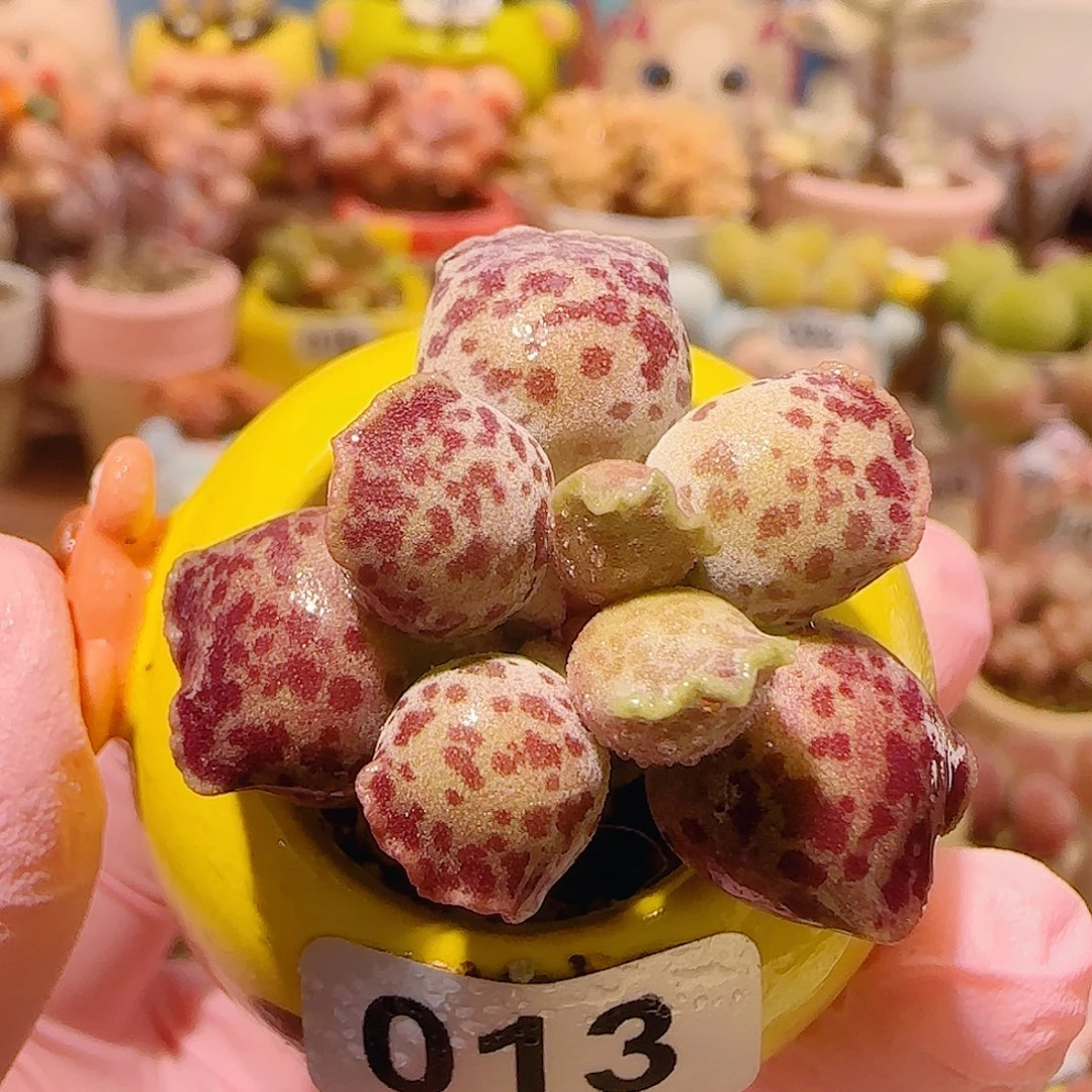 T猫耳海豹盆口2.5cm