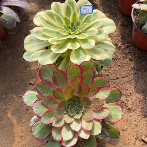 276多肉植物组合