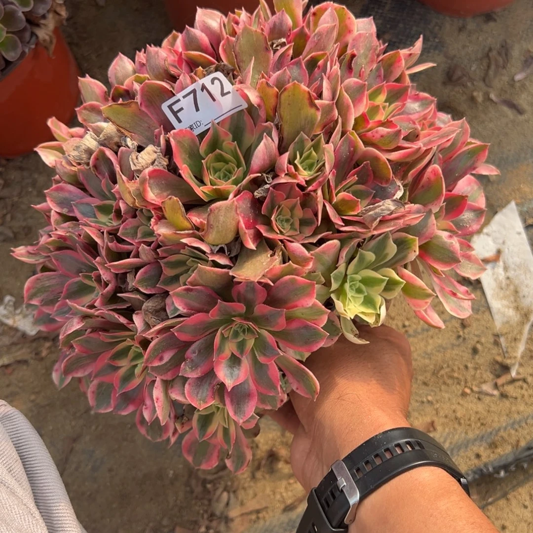 712女妖多肉植物法师多肉