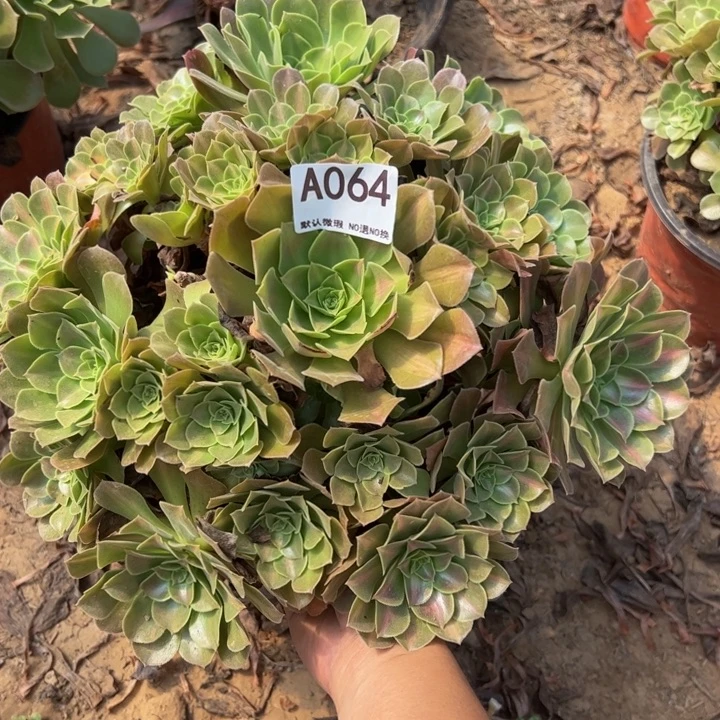 微瑕女巫中班多肉植物064.