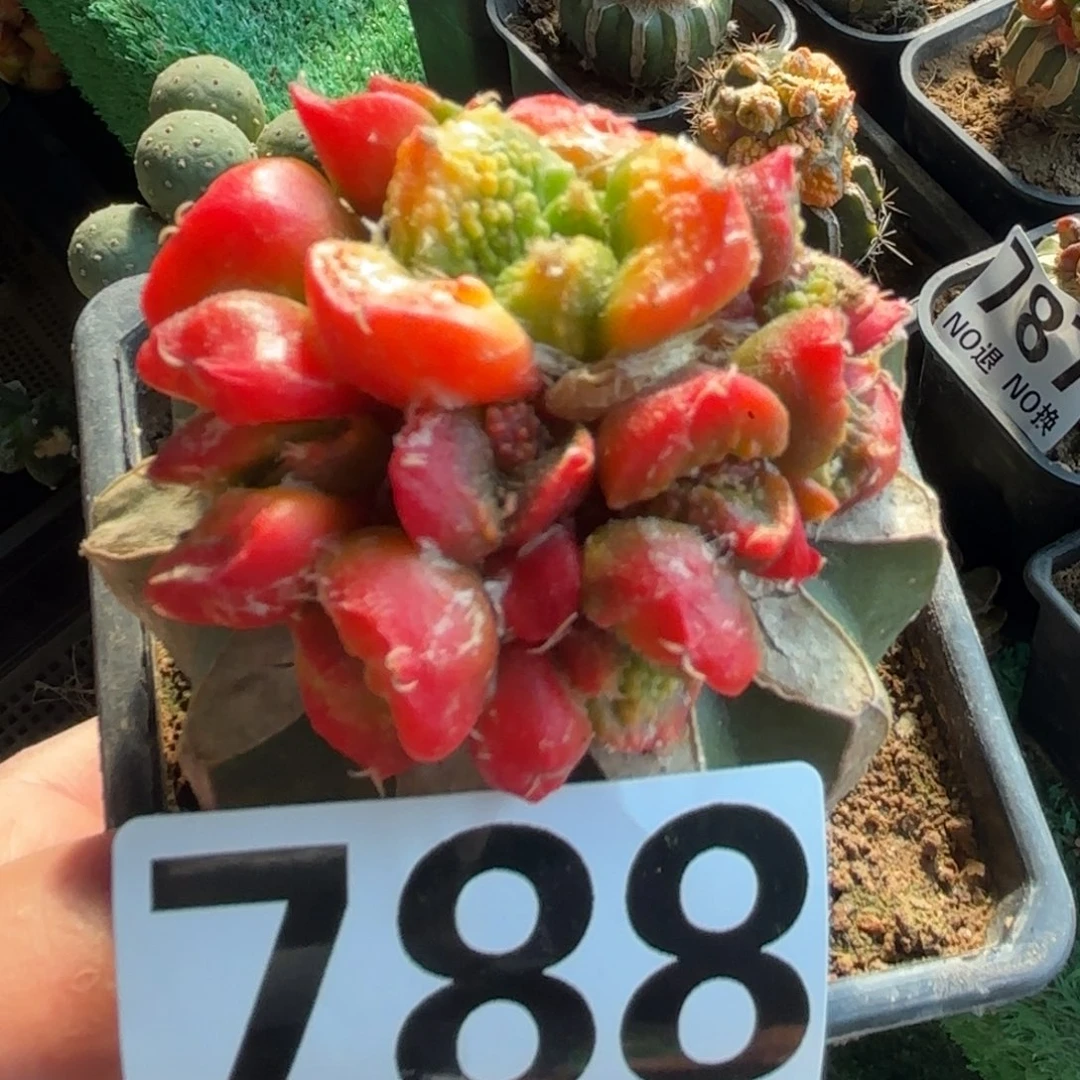 愛*哥斯拉牡丹锦群仙人球788