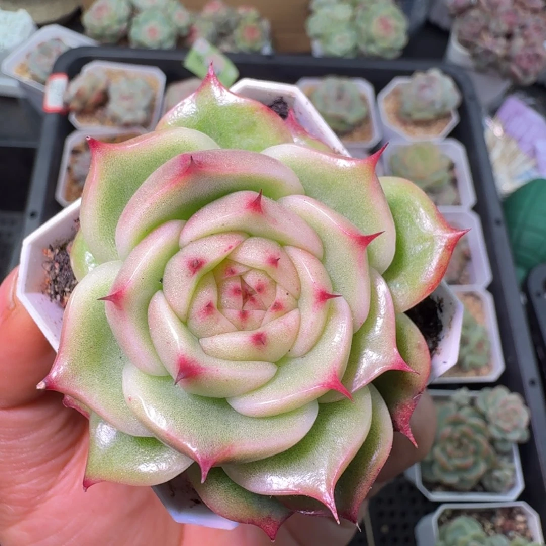 玉玲珑单头大宽叶