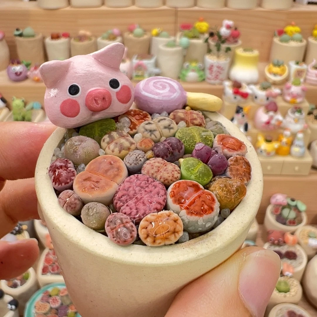 多肉植物77号彩色