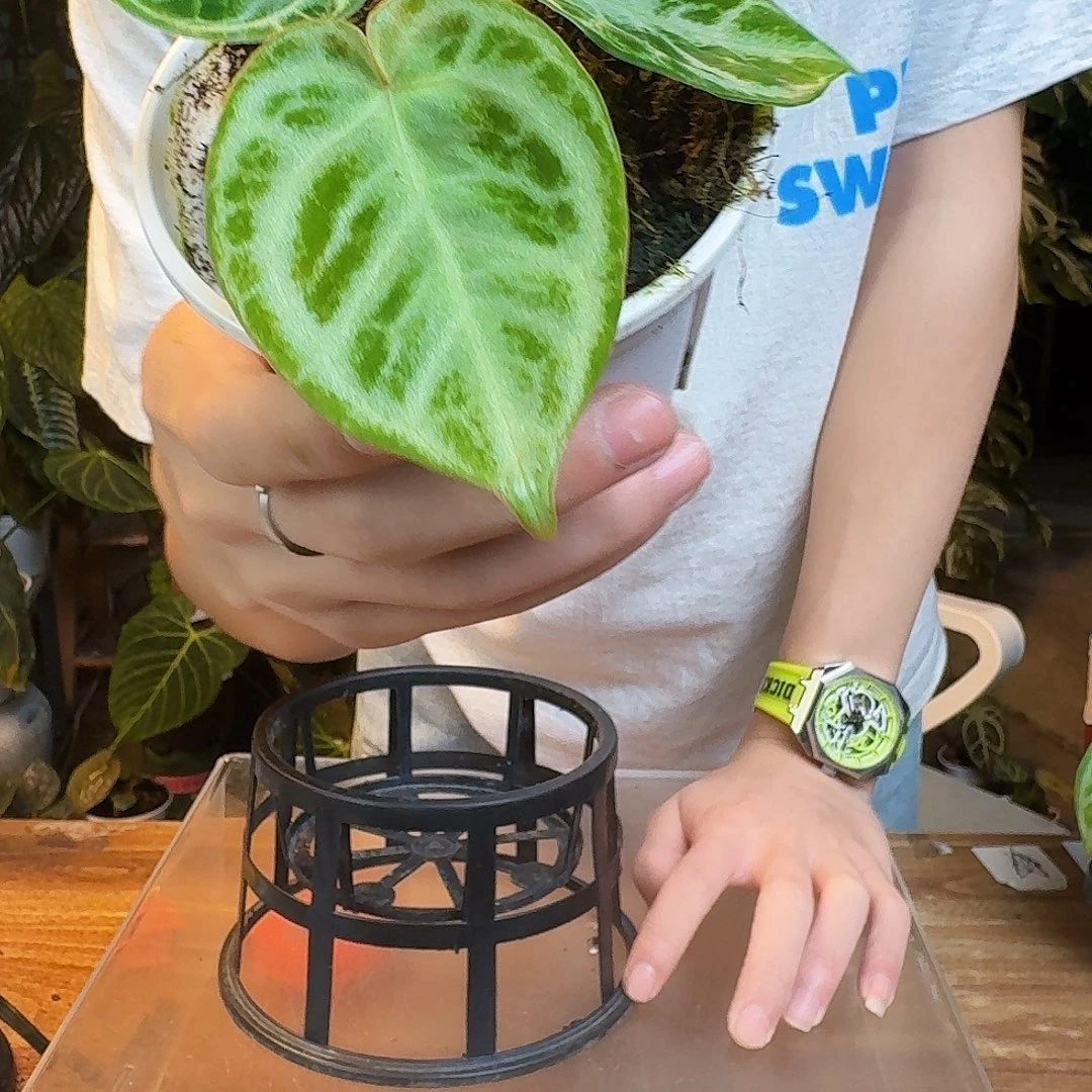 完全开放I46银色面纱杂印尼硬叶铜锣烧