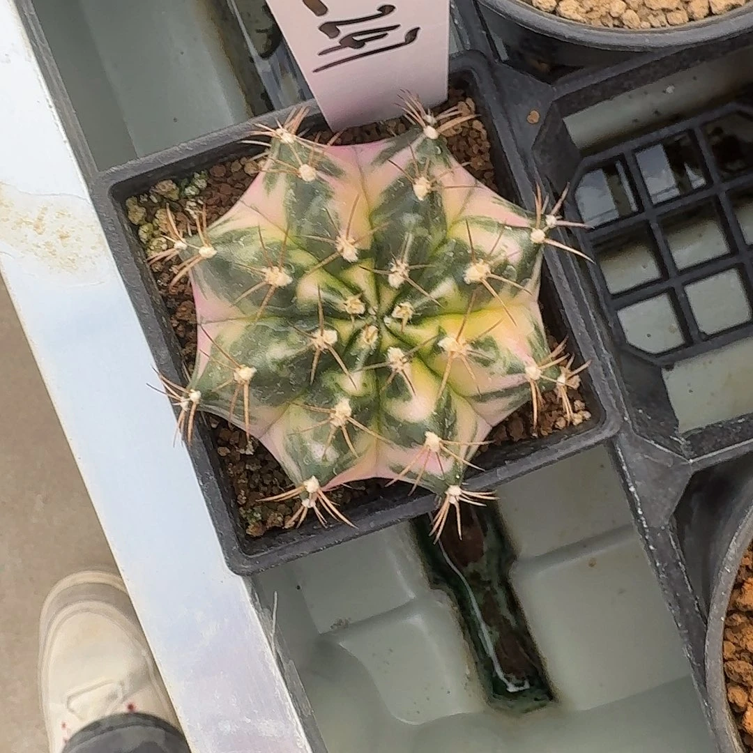 L247-1225广东发货 白衣天使