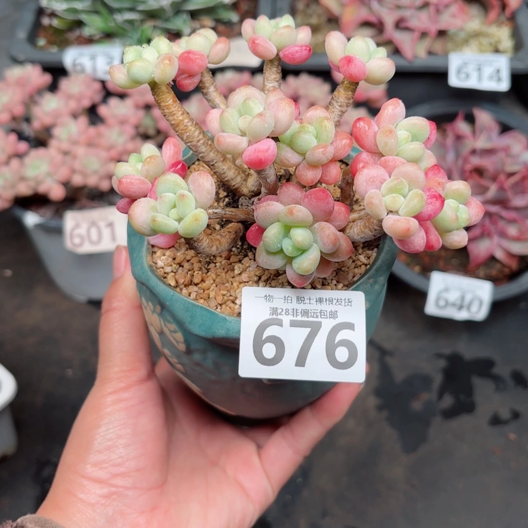 鱼子酱老桩无盆土发货
