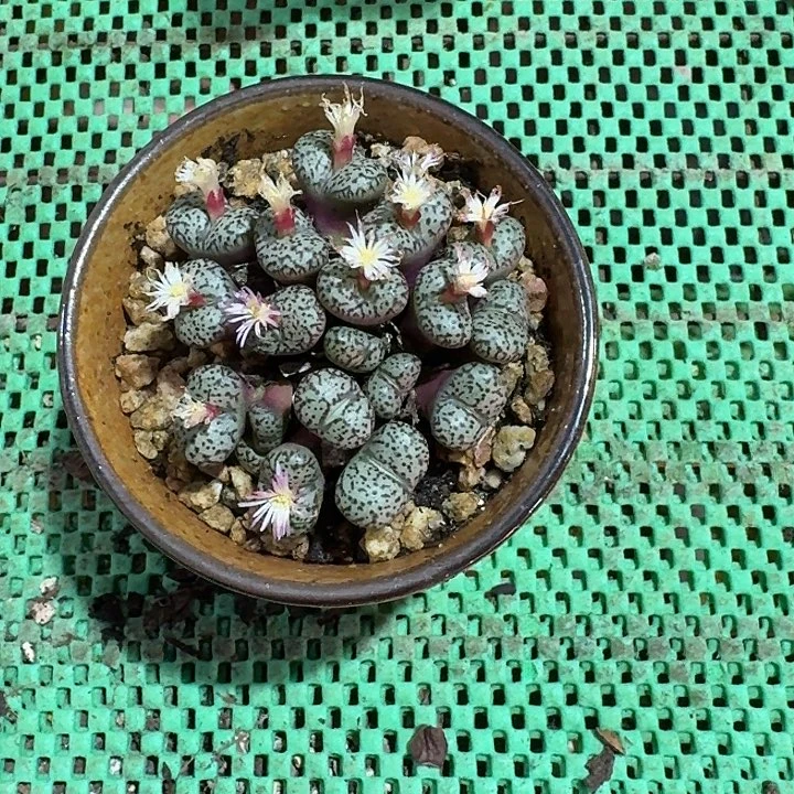 带盆肉肉多肉植物的生长