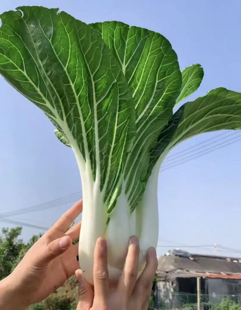 【天池白菜种子】家庭阳台小院盆栽地栽四季种植
