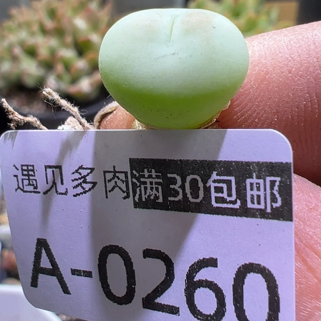 多肉植物1111111111111111