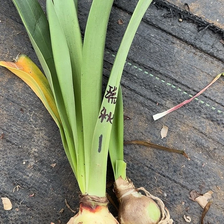 无花朵品种组合5号