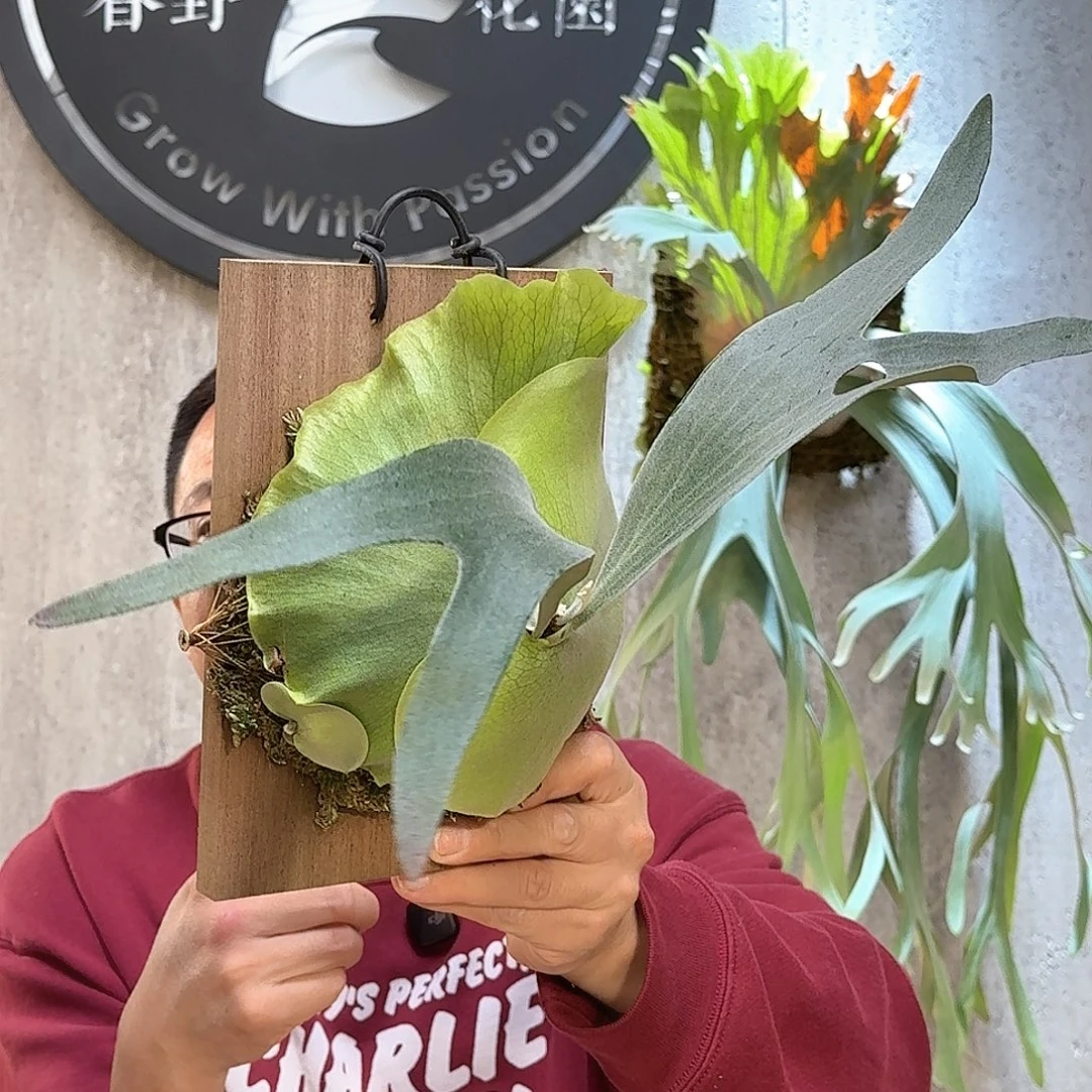 不开花植物掉牌鹿鹿角蕨