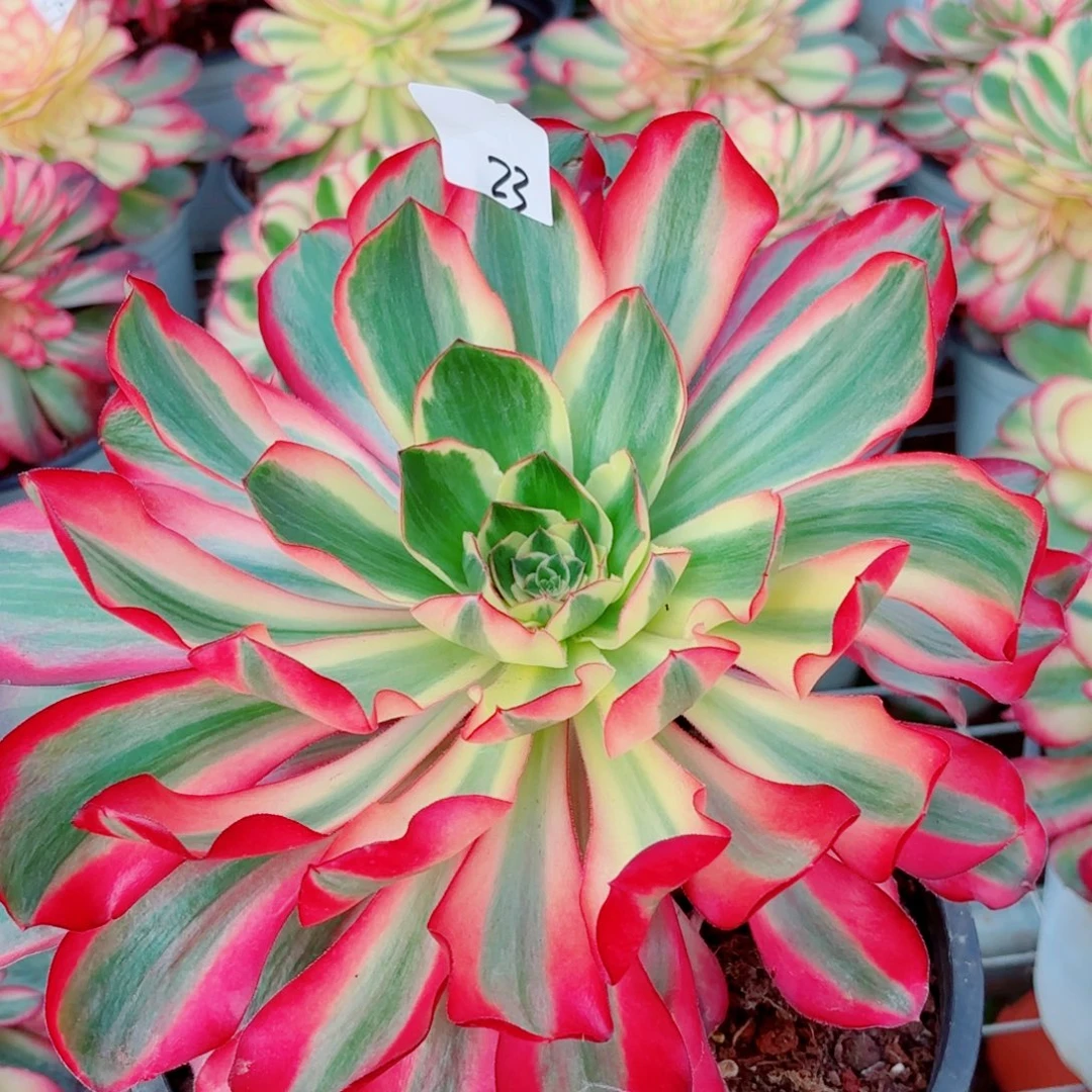 那****一物一拍多肉法师23