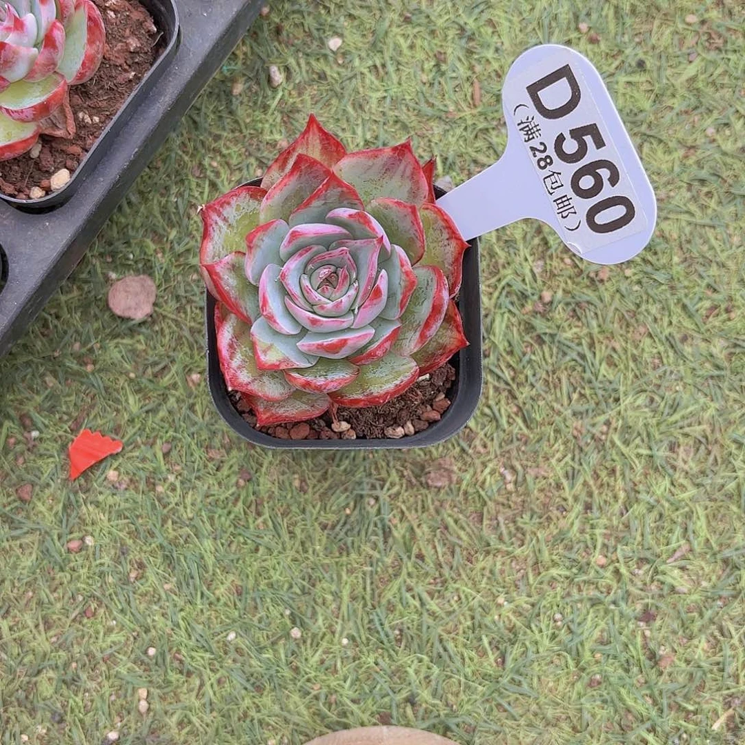 D560惊鸿仙子一物一拍