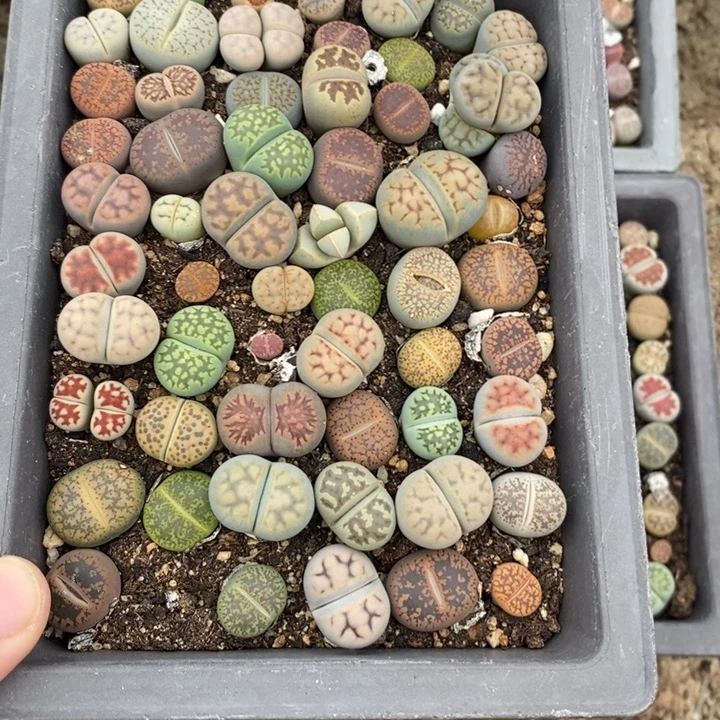 ！***！生石花等植物的429