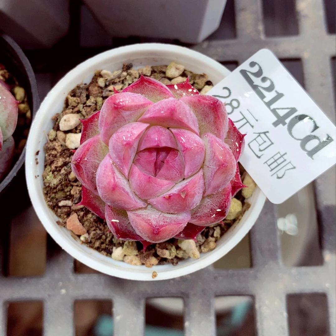 5厘米盆精控多肉2214