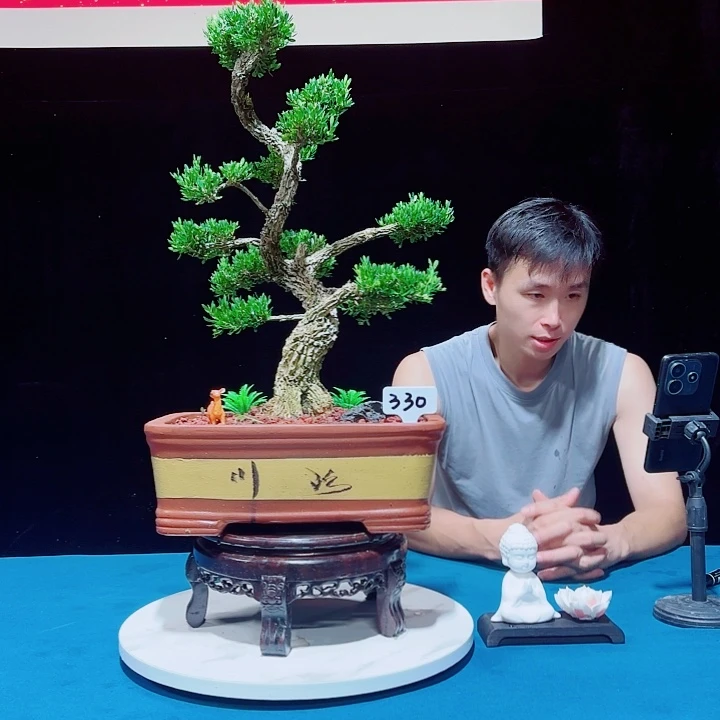 无花朵广东邹皮雀舌黄杨