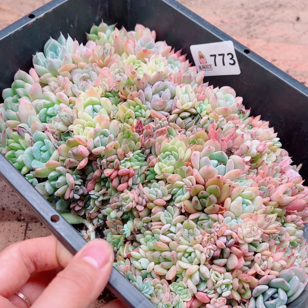 多肉植物多肉植物