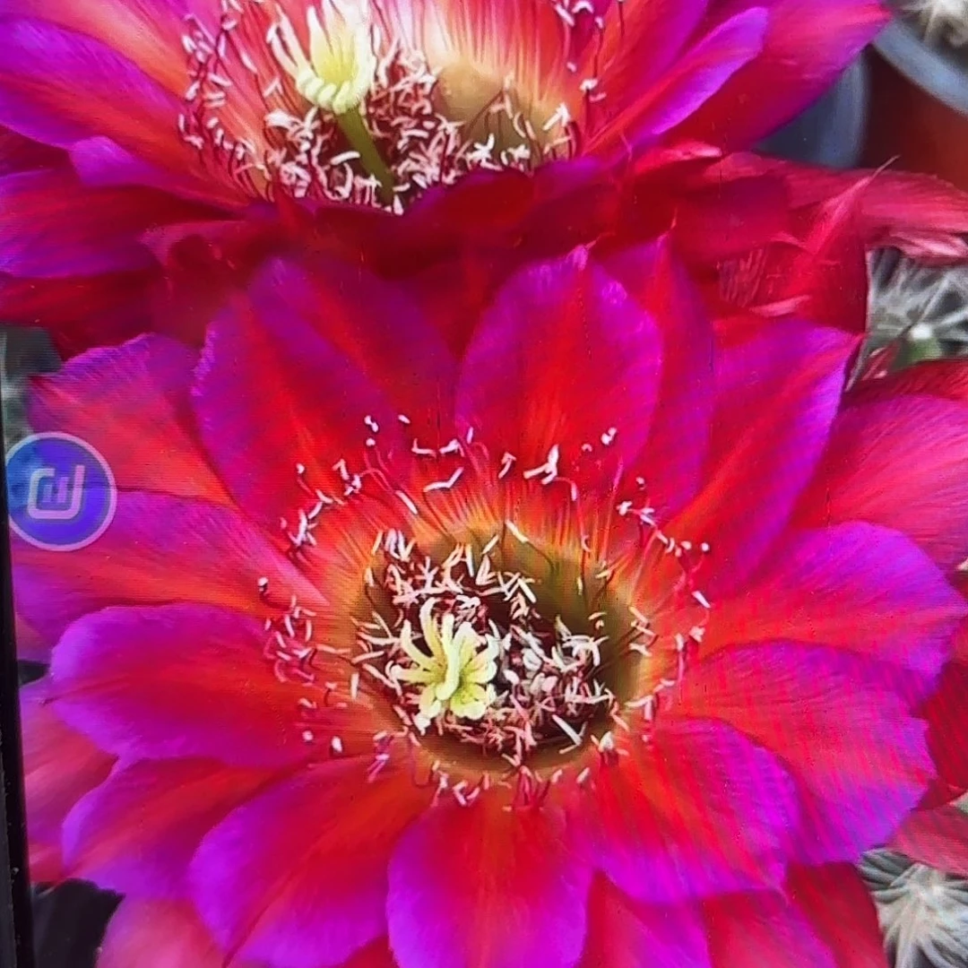 宝莲灯彩侧牙20包邮仙人球23