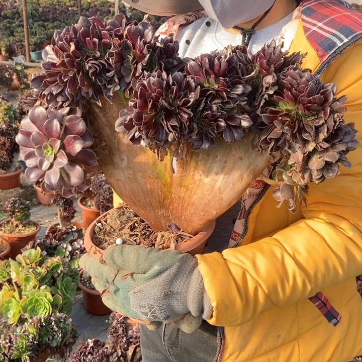 千***园欧紫朵朵缀化142