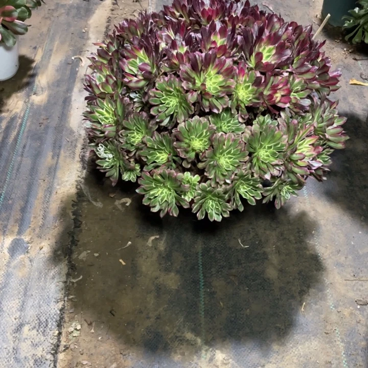 69多肉植物多肉多肉植物多肉