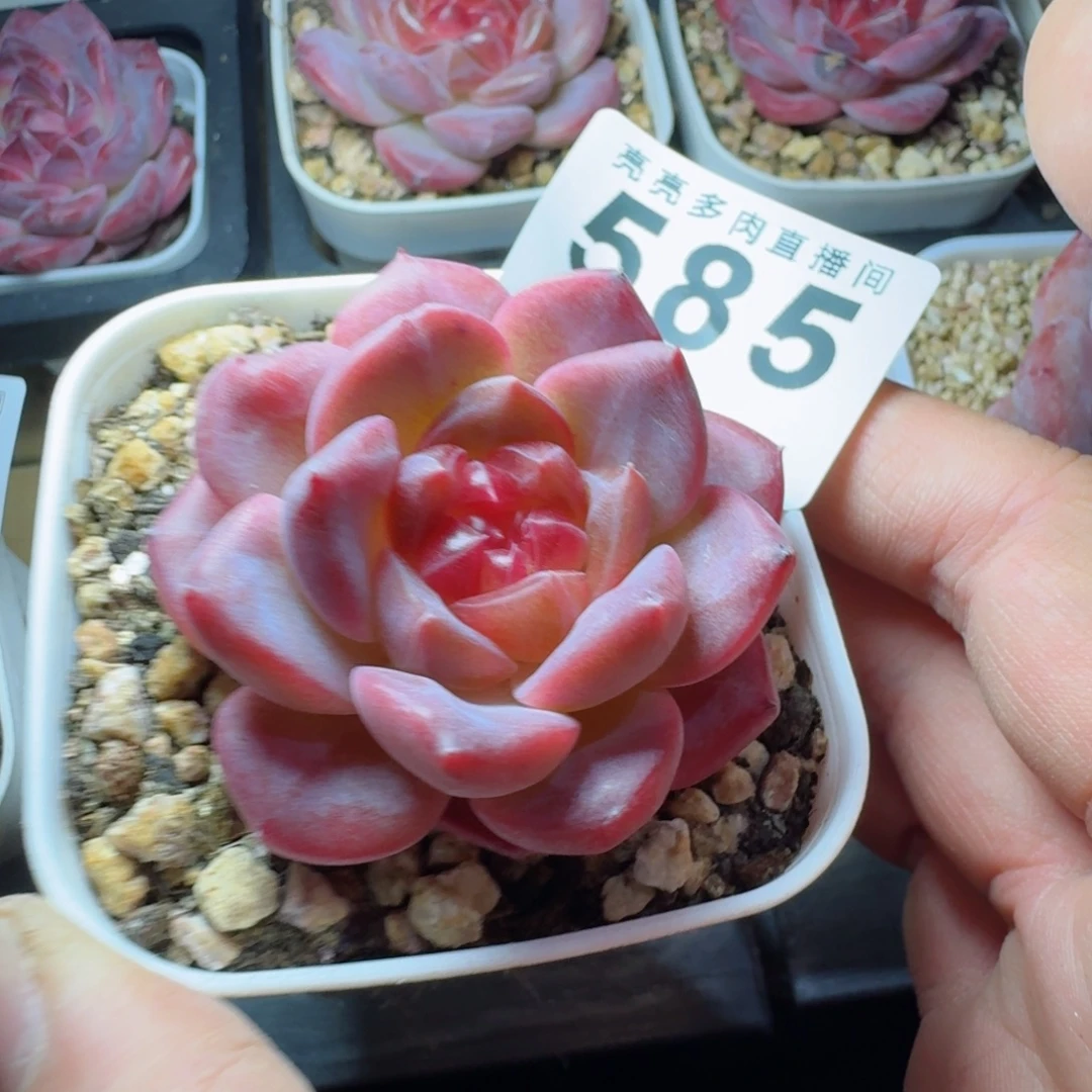 红灯芯      愿你一路坦途，乘风破浪展宏图