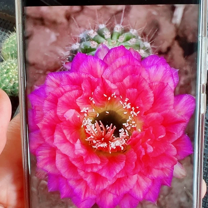 毛花柱立夏侧芽拍一发二