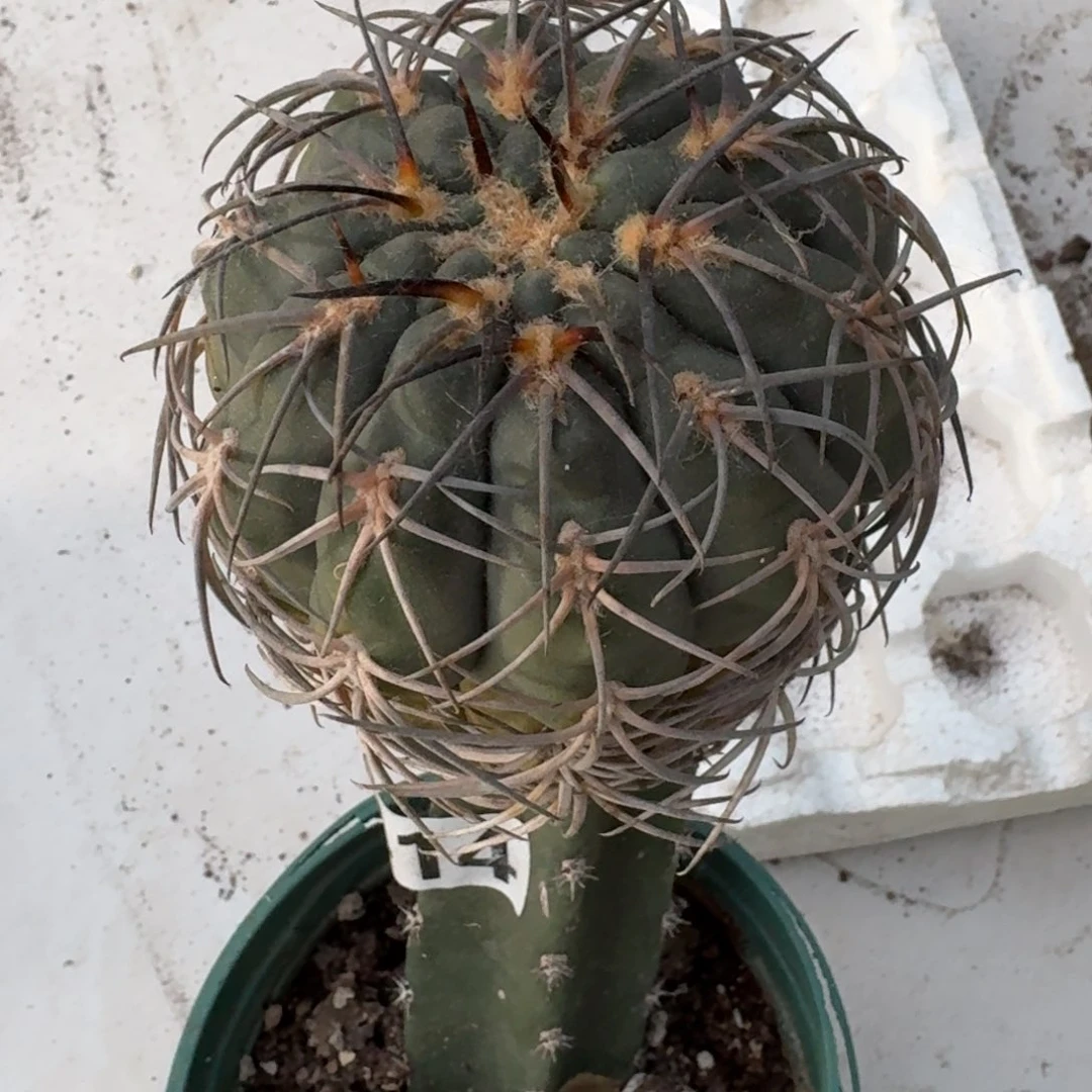 【闪购商品】无花朵清货敷刺天平