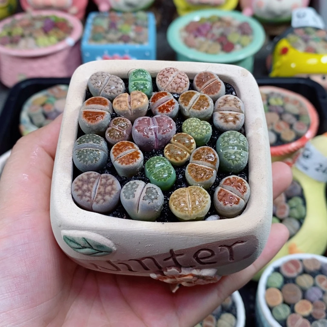 生石花花花花花310号