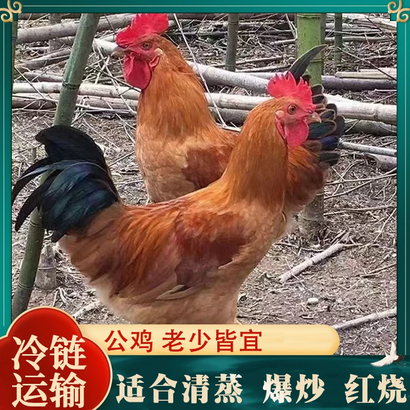 【老徐】宰杀好发货 农家放养土公鸡肉质鲜嫩 5只净重10-11斤