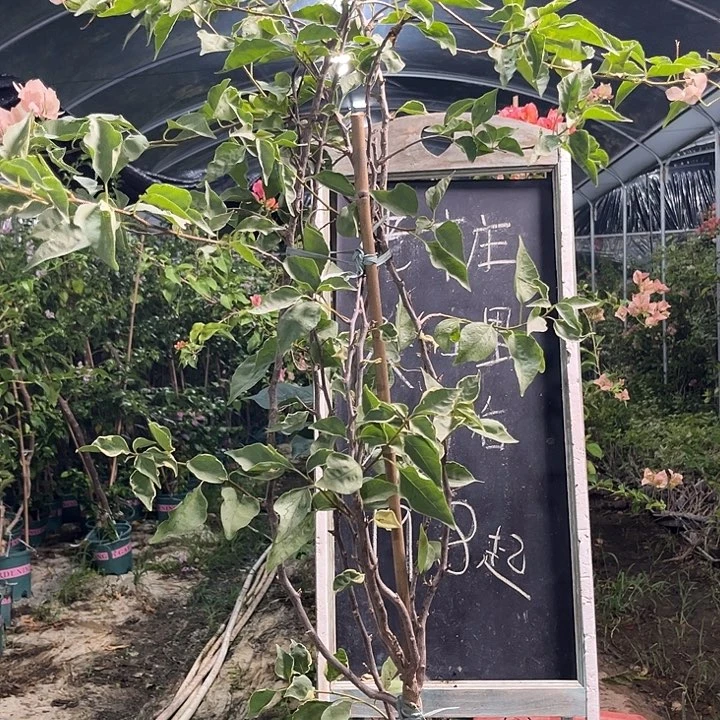 无花朵三角梅三角梅730