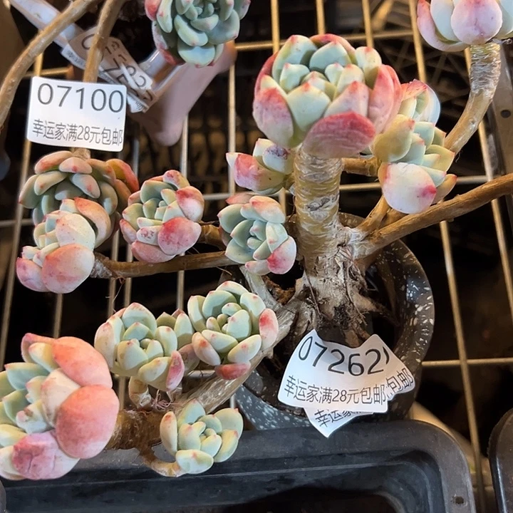 幸运的是我还没遇到