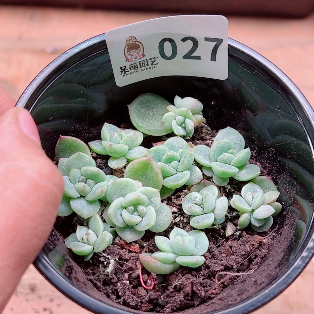 多肉植物多肉植物