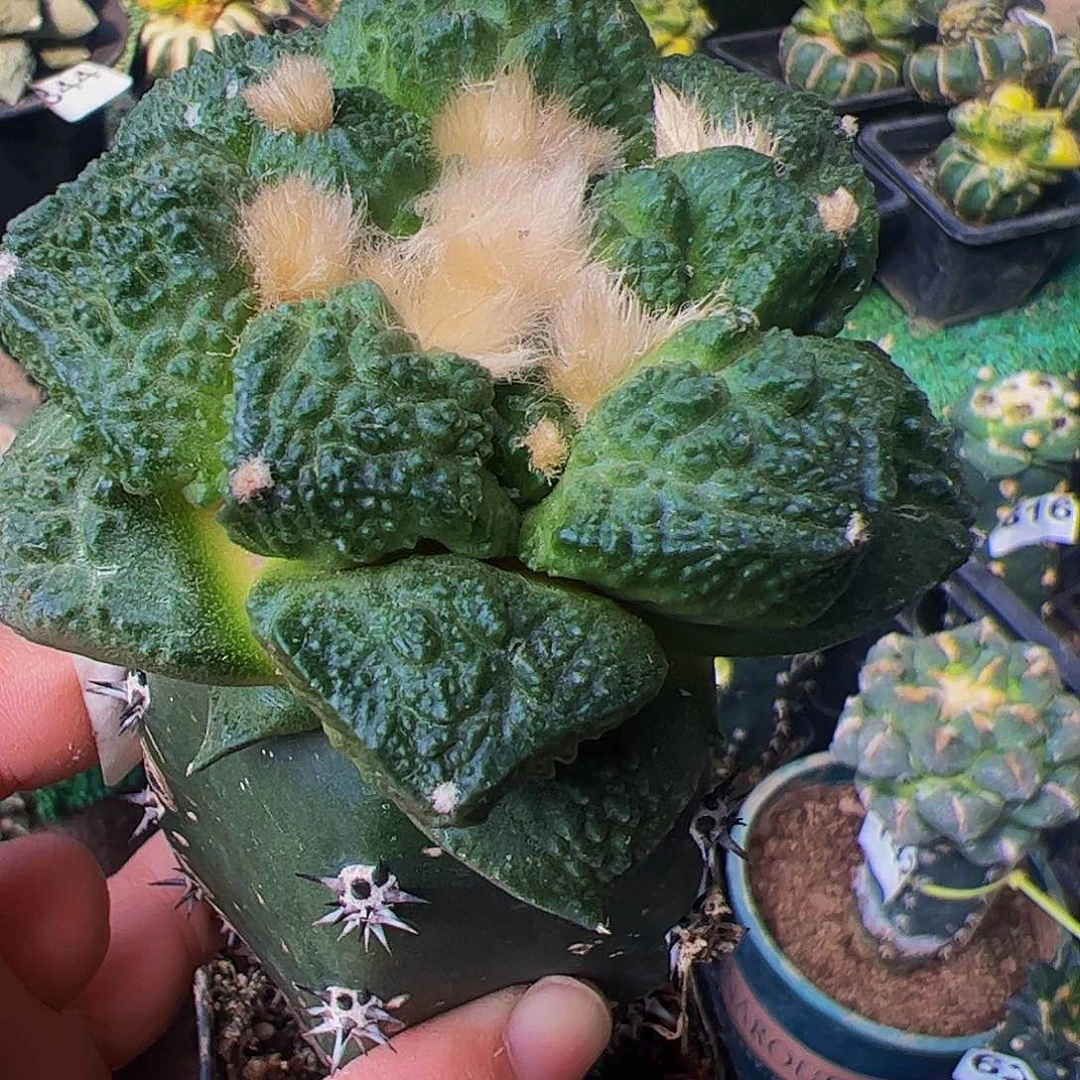 无花朵福利龟甲牡丹658