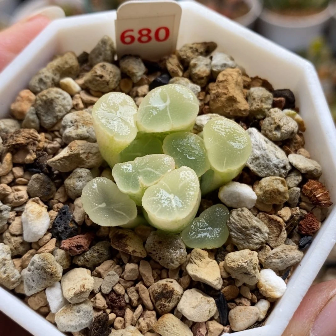 680万象锦一物一拍