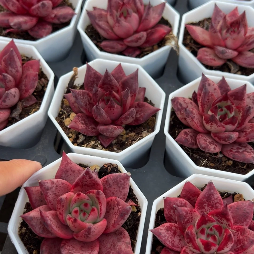 罗密欧一颗量拍多肉满18元包邮明天发货