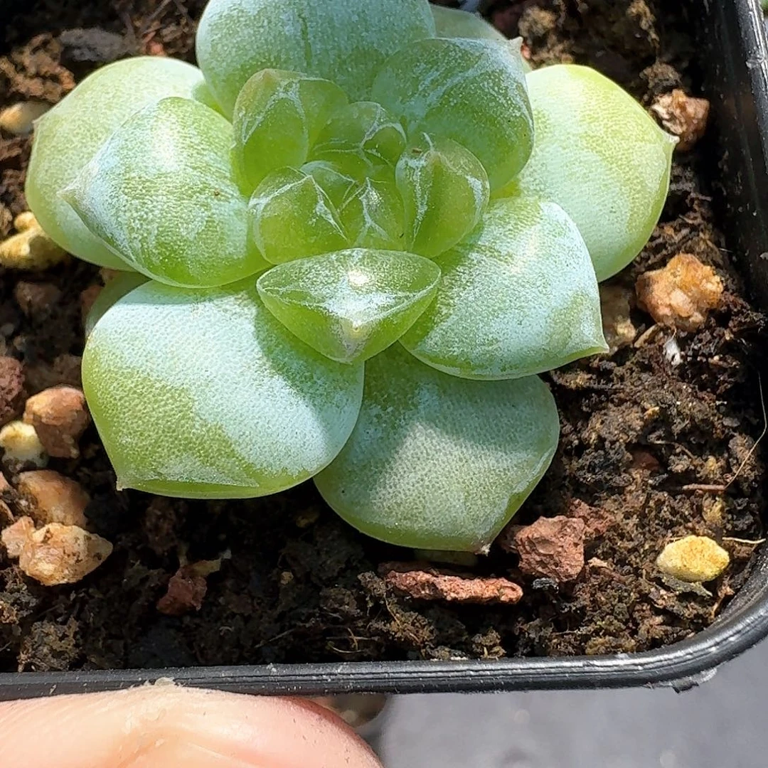 164号水果派多肉1111