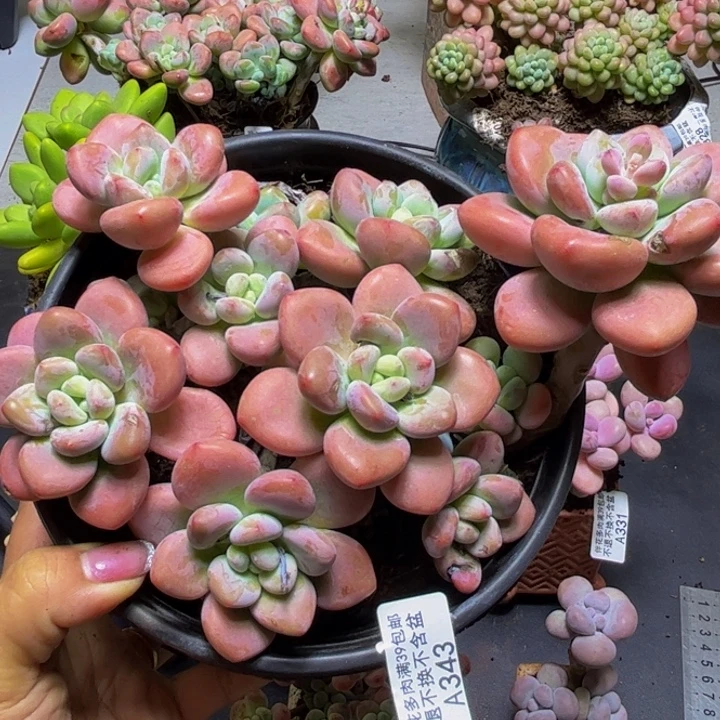 樱花洛神343/18cm多肉