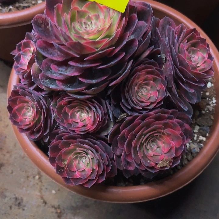 多肉植物福利255