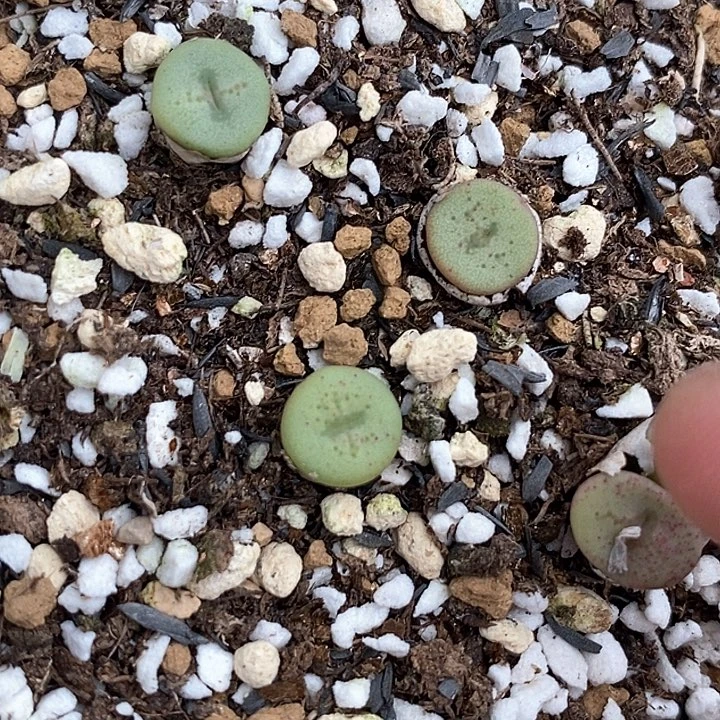 单头十字一颗    买2送1