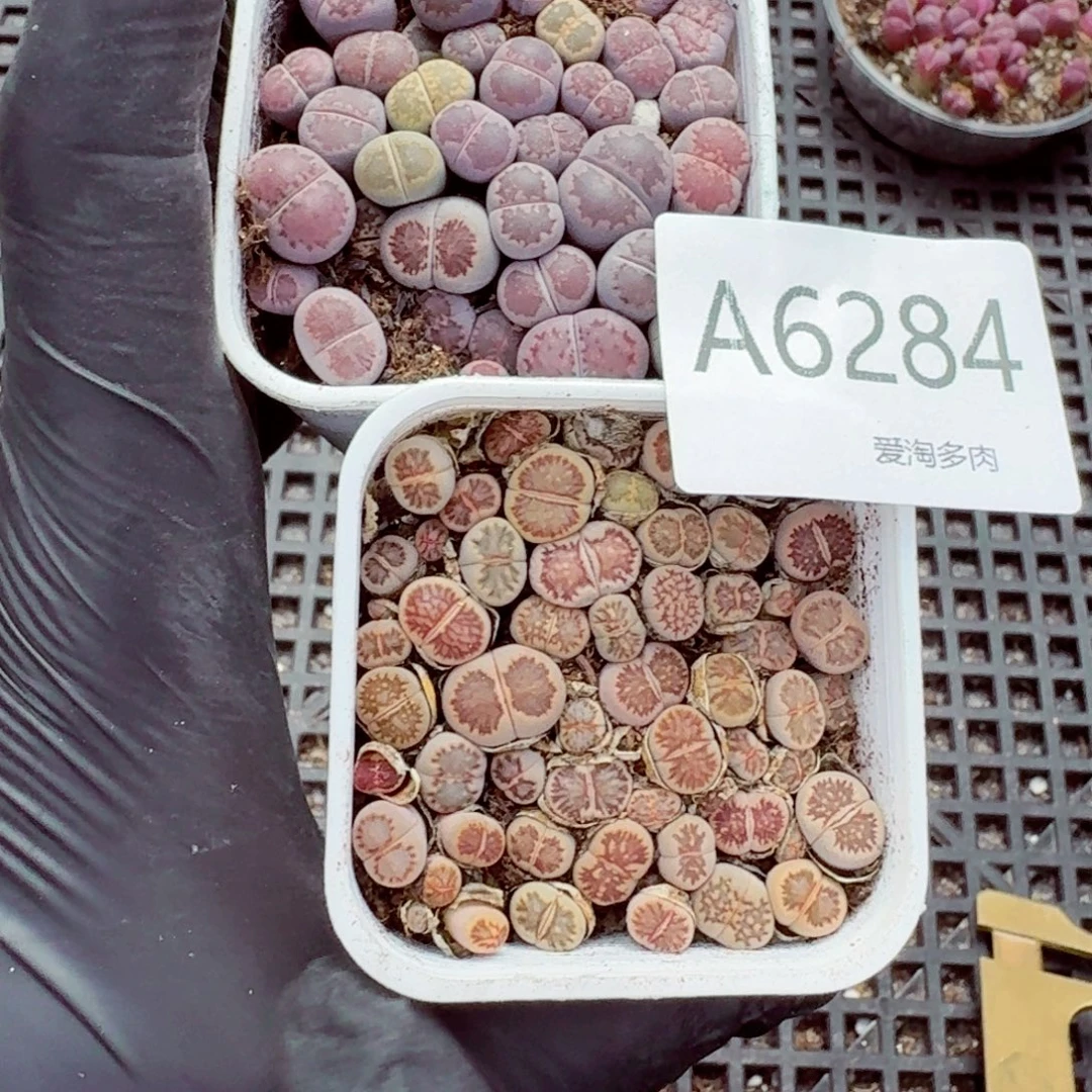 6284—生石花 生石花
