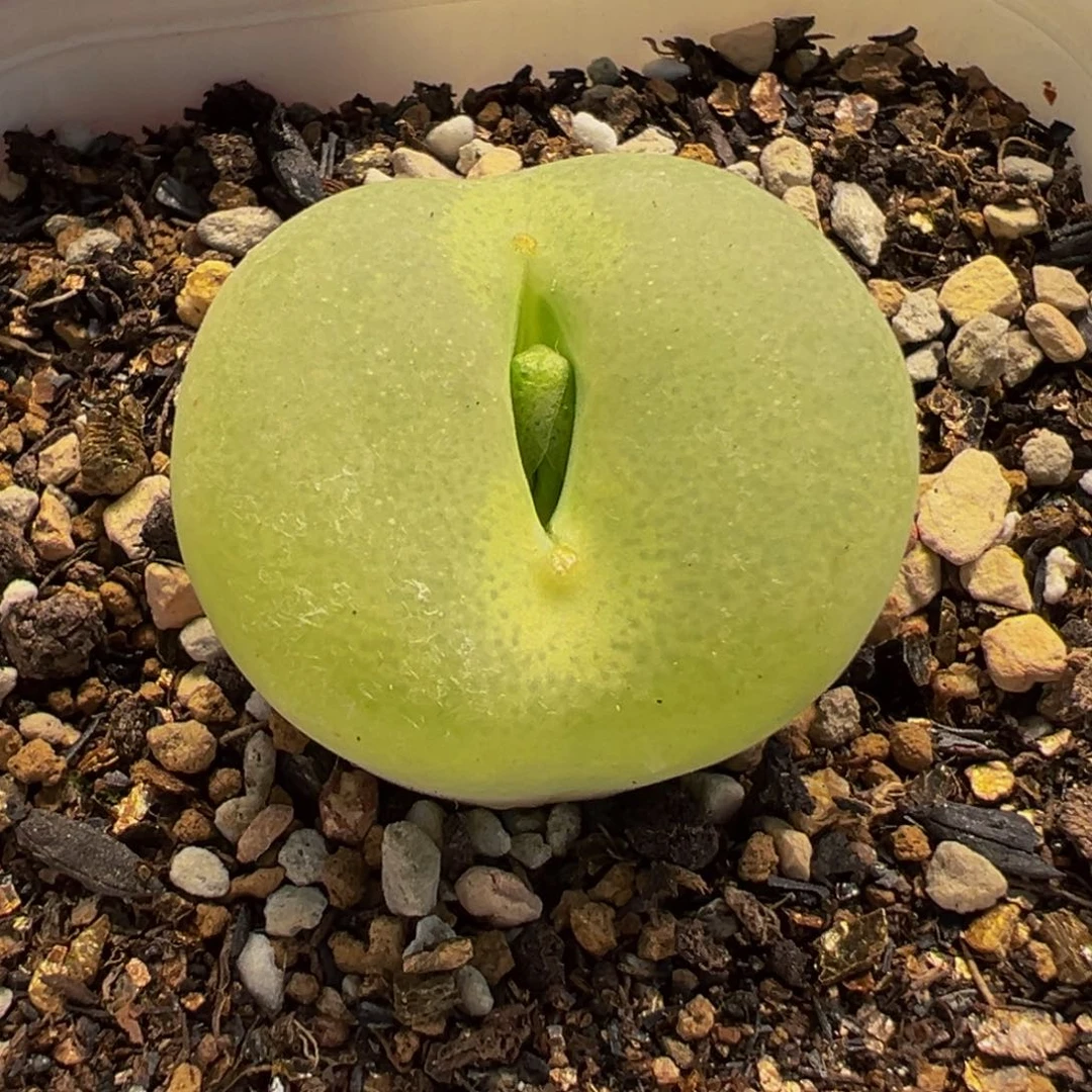752多肉植物种类和