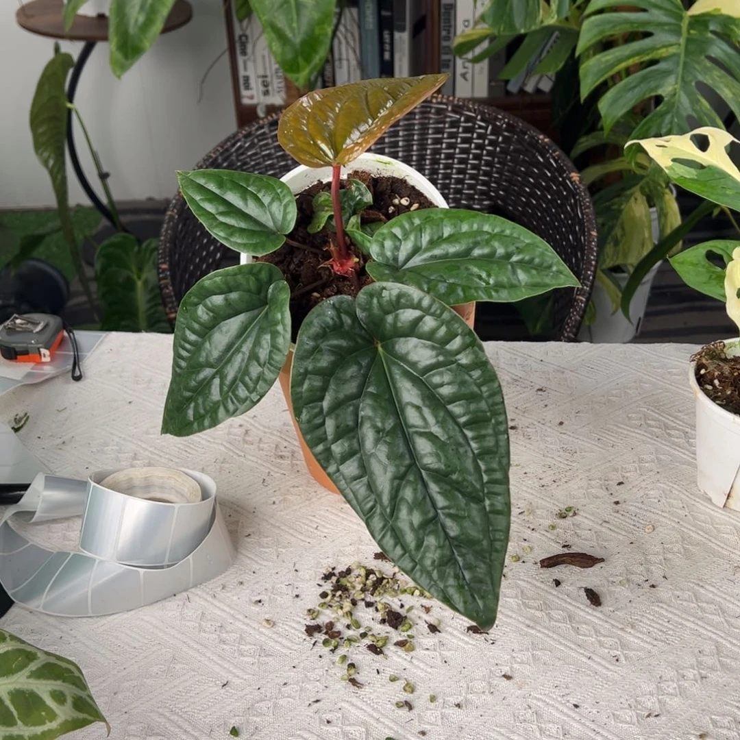 完全开放原种恶魔花烛