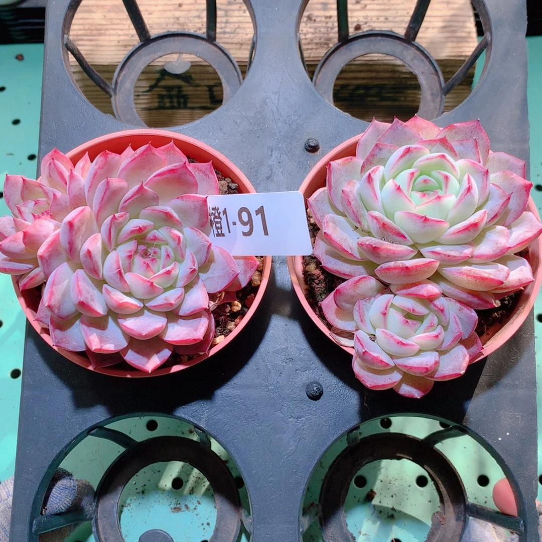 1-91一物一拍多肉带盆2颗