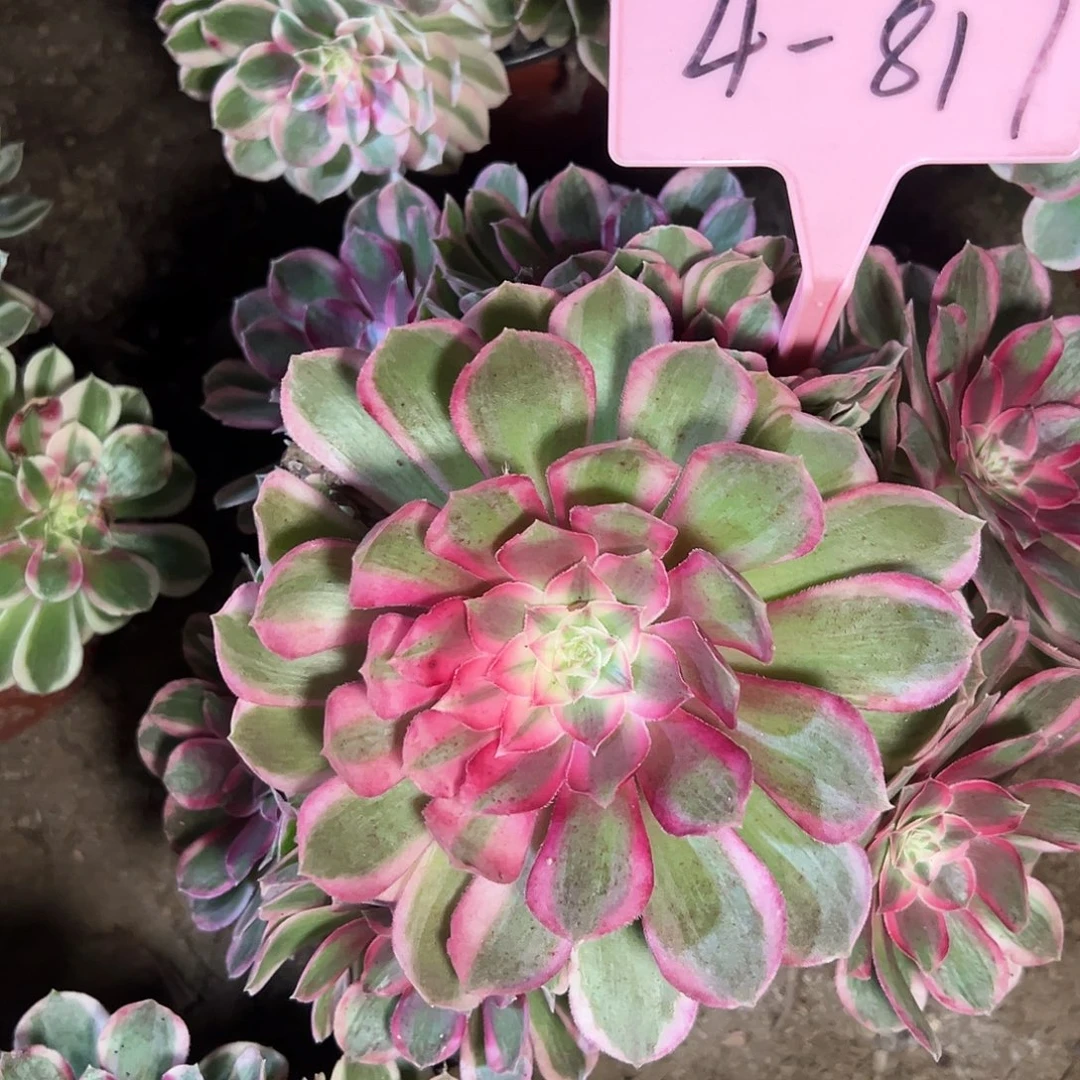 ～***年 4-817孔雀翎多肉法师