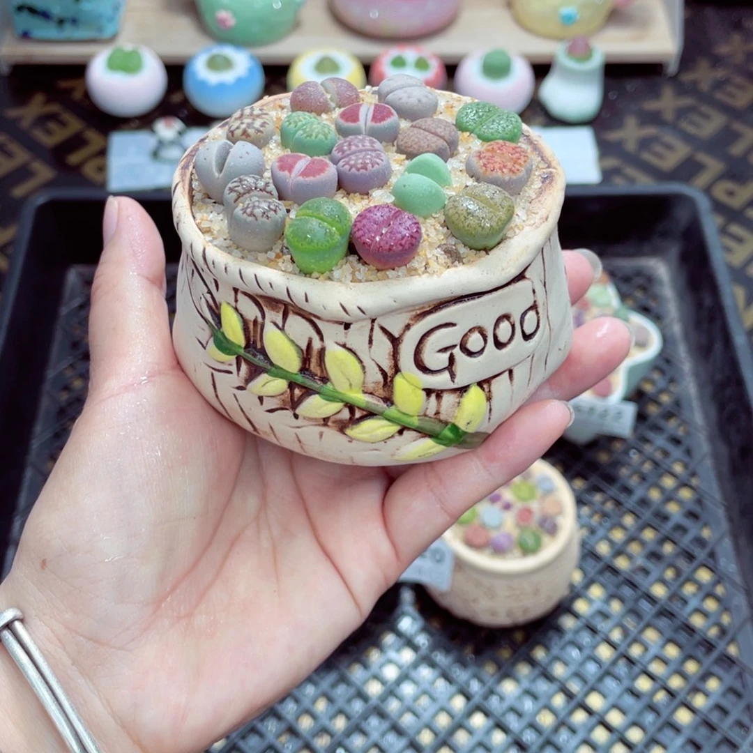 w6727 带盆土发货一物一拍