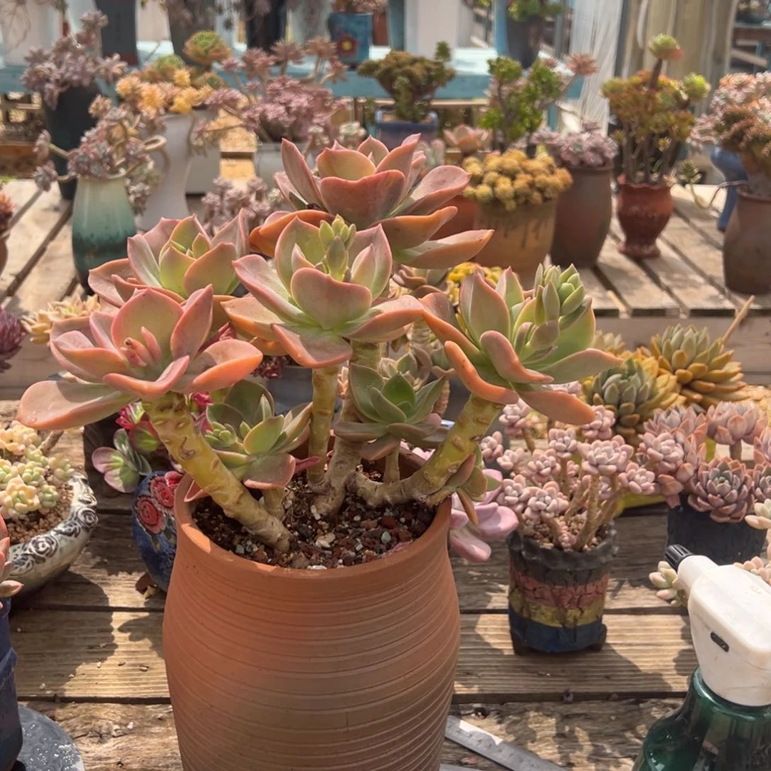 问*贺氏多肉植物脱土