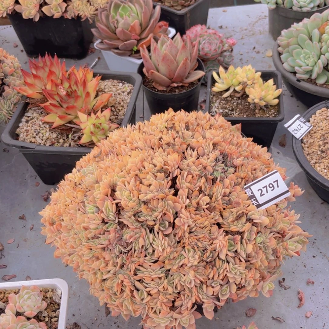 多明戈缀多肉植物2797