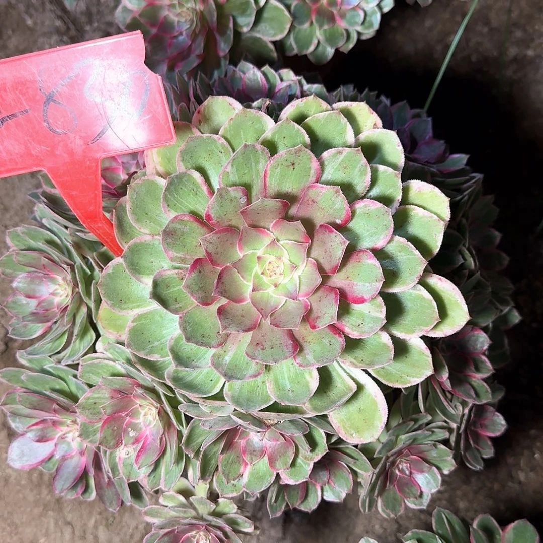 4-830莲花座多肉法师